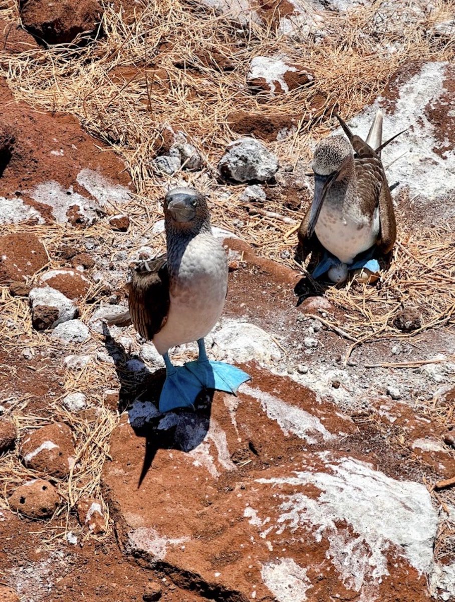 The Gallivanter's Guide tweet media