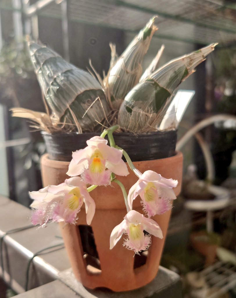 Clowesia Rebecca Northern 'Grapefruit Pink' 我が家では 枯れない