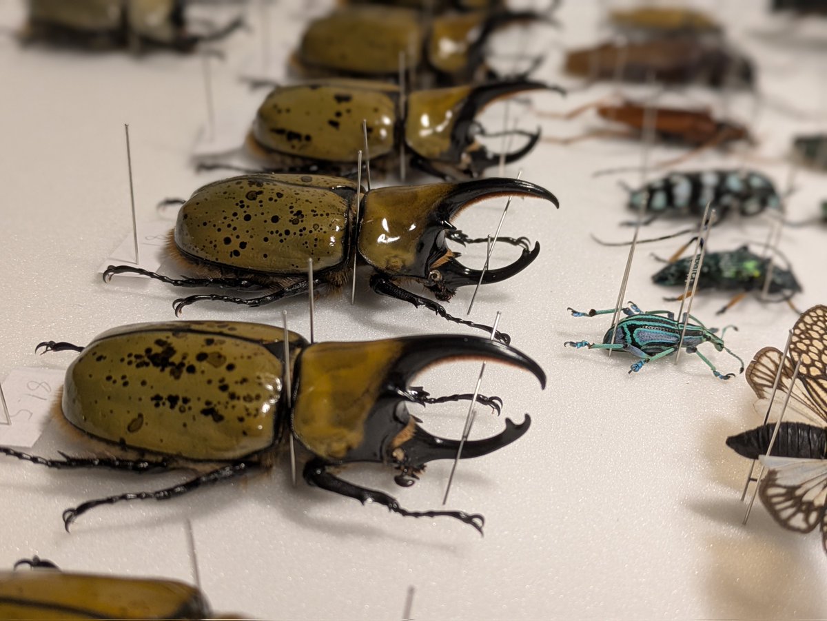 ビートルハウス79 (@beetlehouse79) / Posts / X