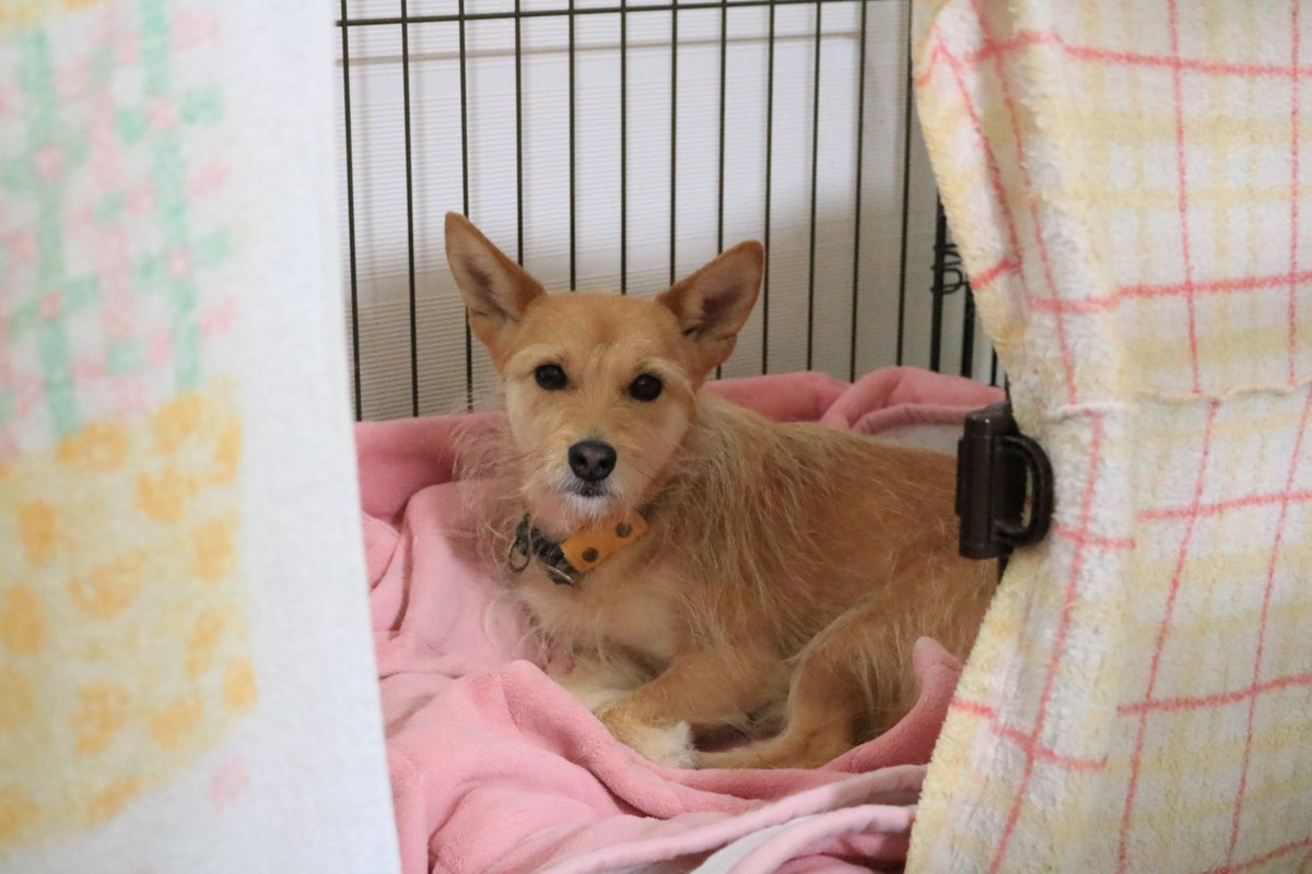 犬ちゃん (@dogchan1010) / Posts / X