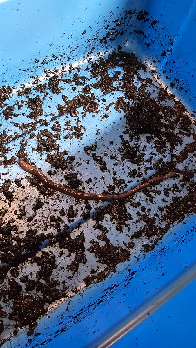 RealTalk8386's tweet photo. Worm alert! 
Found a hitchhiker in our wriggler bin this morning. That looks like an earthworm to me ... Seems it dove deep and ended up in the second bin meant for drippings. I put it back.. It will have to make due in the wriggler bin for now. https://t.co/cgK5Ix7F7m