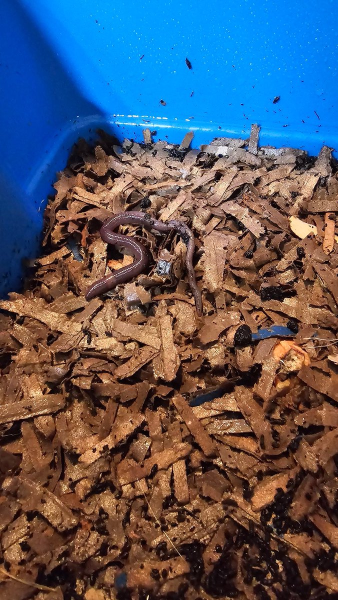 RealTalk8386's tweet photo. Worm alert! 
Found a hitchhiker in our wriggler bin this morning. That looks like an earthworm to me ... Seems it dove deep and ended up in the second bin meant for drippings. I put it back.. It will have to make due in the wriggler bin for now. https://t.co/cgK5Ix7F7m