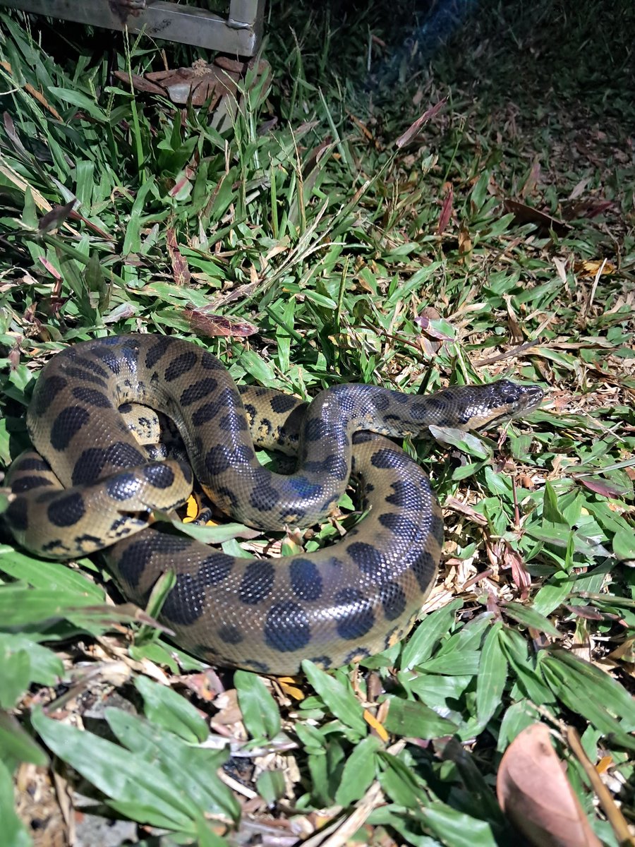 Baby green anaconda