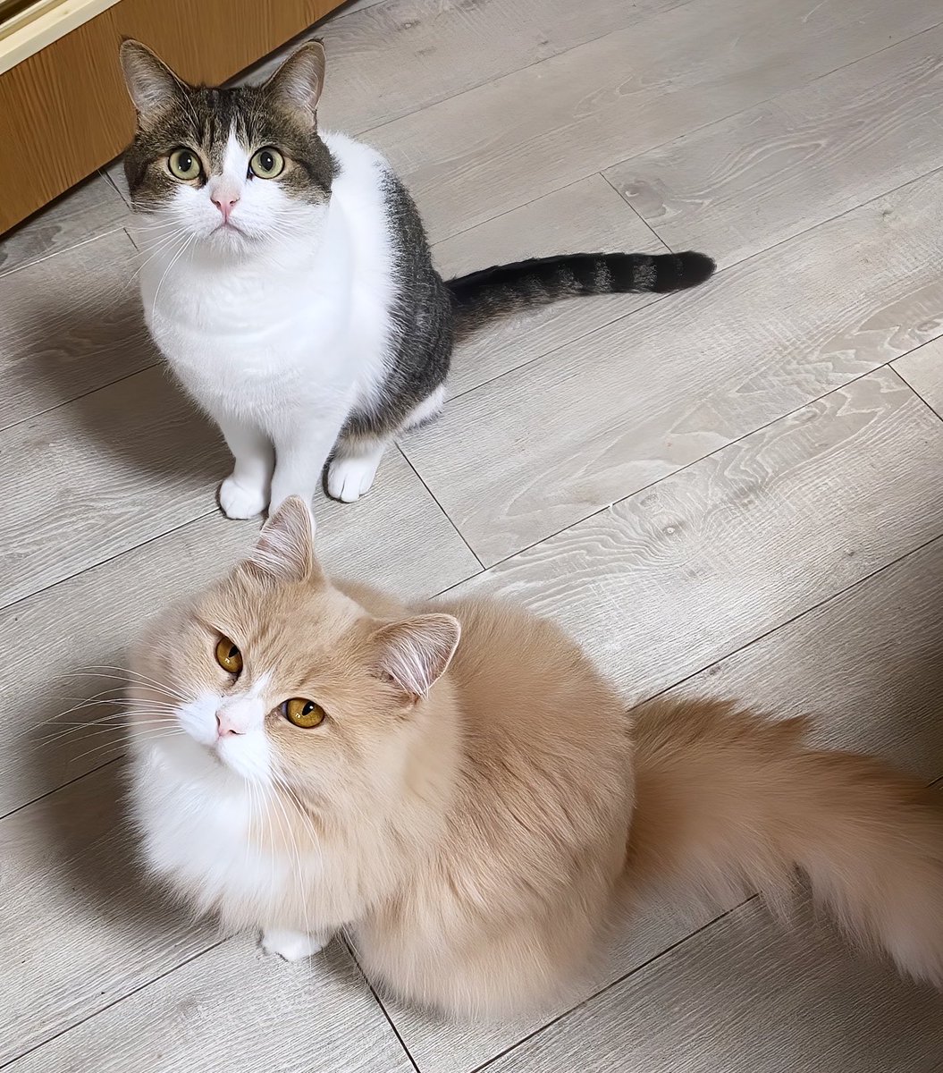 遅く帰ってきたパパを出迎えるニコちゃんとこたろう先生😽😽😂 今日は