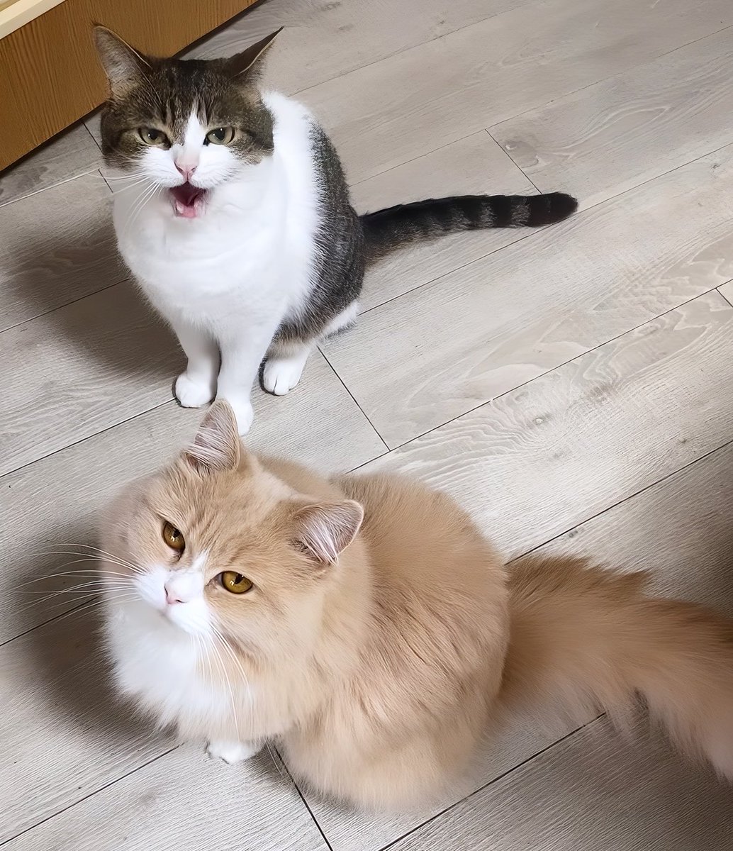 遅く帰ってきたパパを出迎えるニコちゃんとこたろう先生😽😽😂 今日は