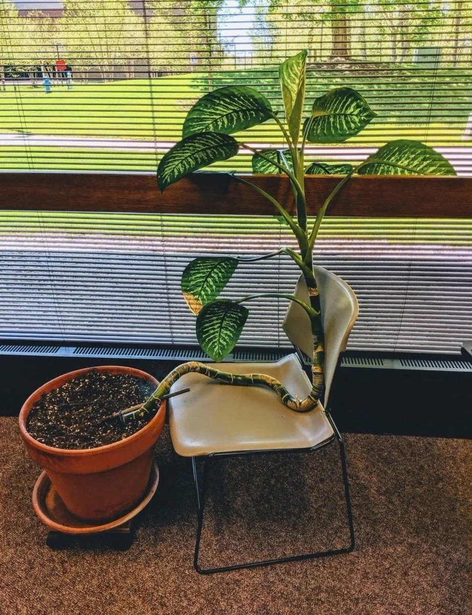 🇮🇷fafa.tweet tweet media