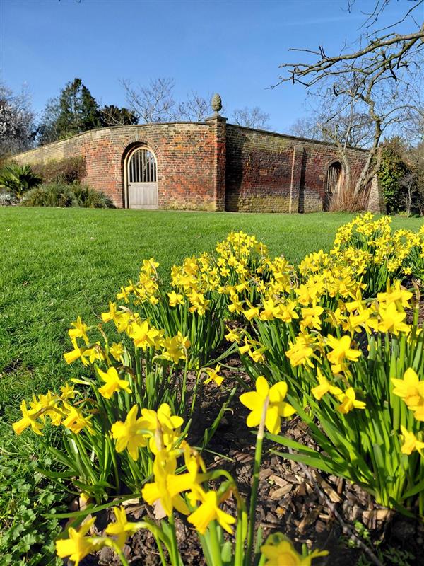 ValMansion's tweet photo. Spring is in the air!  #Daffodils are in bloom and looking fabulous😍Take a walk around the gardens and enjoy the beautiful sight and gorgeous sweet scent - send us your snaps of our spring blooms, we love to receive your pics! #gardens #historicgardens #redbridge #springfever https://t.co/DdaUIPxpwI
