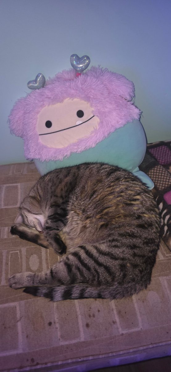 rapideyes19's tweet photo. @squishmallows im begging you to make a cat bed that has the fur from the bigfoots/yeti 😭 my bb hates the regular squish beds but loves his Bigfoot squish bc of the fur 😭 https://t.co/61qt9gBrvg