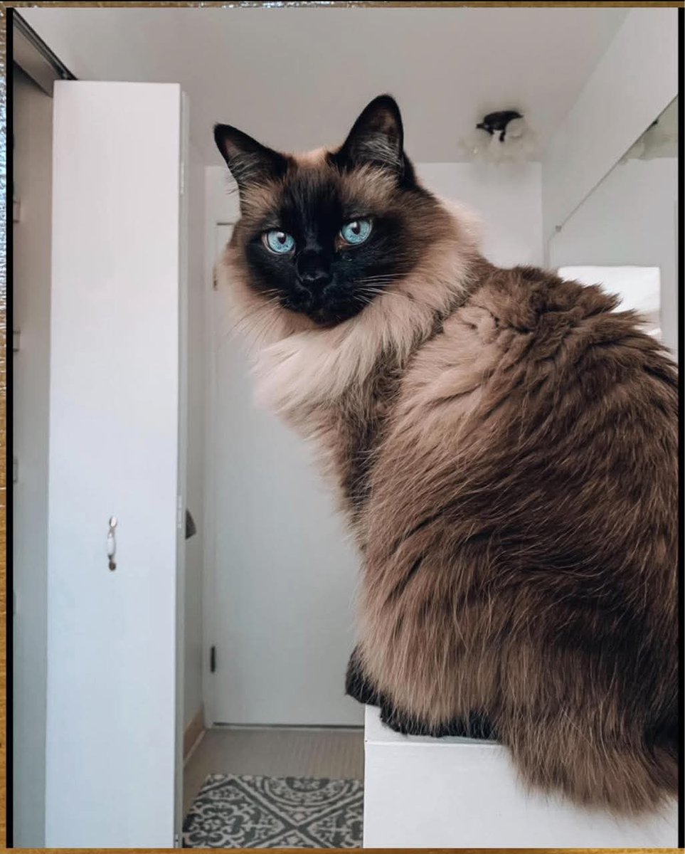 Sofia🇵🇰 tweet media