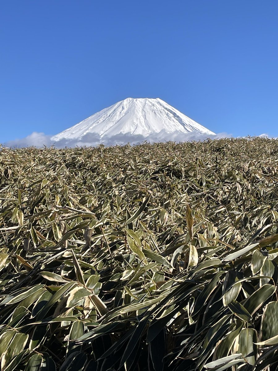 19903638A's tweet photo. 竜ヶ岳は絶対石仏コースがおすすめ！
ずっと富士山眺めながら登り降りできて、幸せだった☺️ https://t.co/GGXErTjcyx