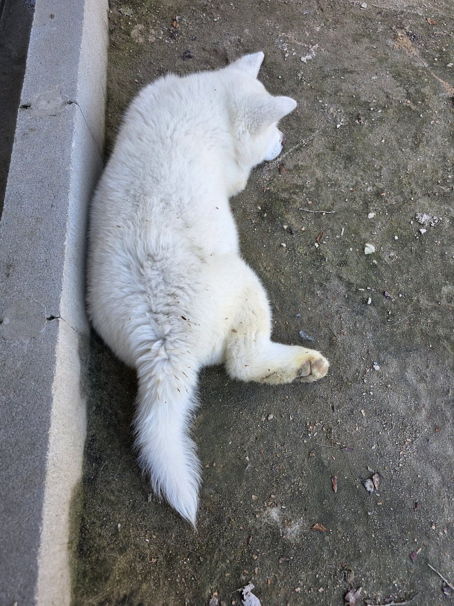 生後2ヶ月半になった秋田犬白毛の女の子。普段はめちゃくちゃ噛んでくるので私にほっぺに噛みつき返されてキャンて鳴くくせに負けじと噛もうとしてくる😅でも今日は遊びつかれたのか撮影時は撫でても噛んでこなかった😀
#秋田犬　#秋田犬ブリーダー
#秋田犬白毛　#秋田犬こいぬ
#薩摩日登美犬舎