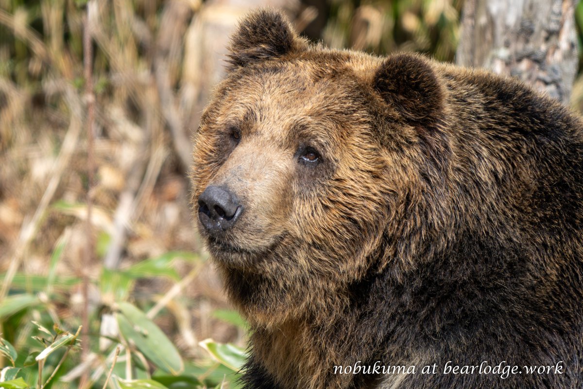 のぶクマ🐻羆と香辛料 (@kumar0001) / Posts / X