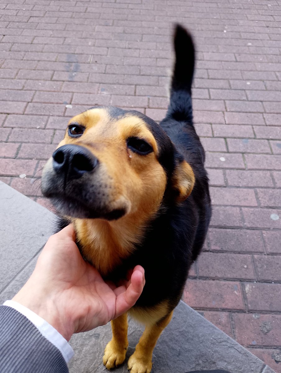 Hoy este sujeto canino se me acercó y se metió entre mis manos, buscando cariño y eso hice.

Le bauticé como Tribilin, al ratito se fue como quien sabe donde está y hacia donde va.

🐶✝️⚔️🫡
