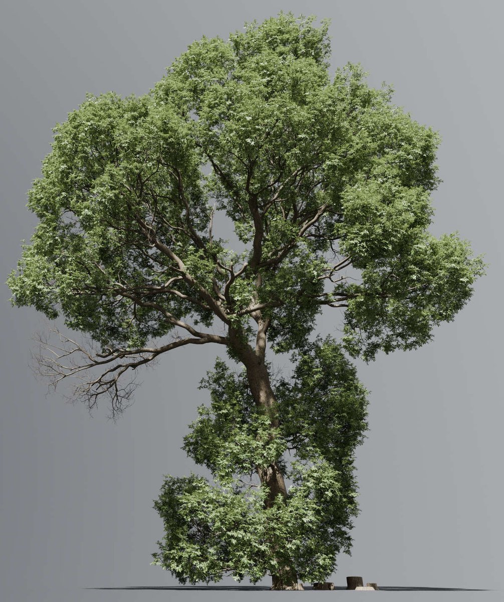 thegrove3d's tweet photo. Release time! The Grove 2.3 grows better 3D trees with much less memory, in Blender, in your browser, and now also in Houdini Indie! — see what’s new at https://t.co/bVgeZxKLm3 or go play with the online demo at https://t.co/kPKKWJVha7 - have fun growing! https://t.co/Vh6v4bA9qj