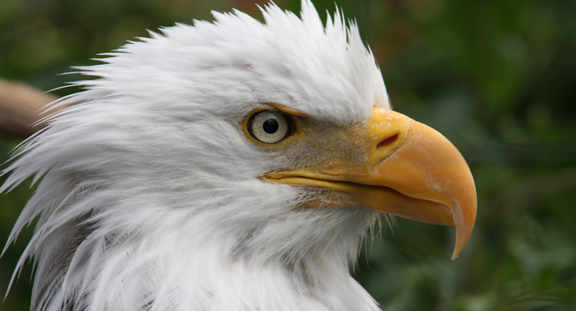 REINO ANIMAL. Lunes a Domingo, justo a la medianoche.
El programa muestra diferentes especies en sus hábitats naturales y destaca las cualidades biológicas de los animales a través de impactantes imágenes