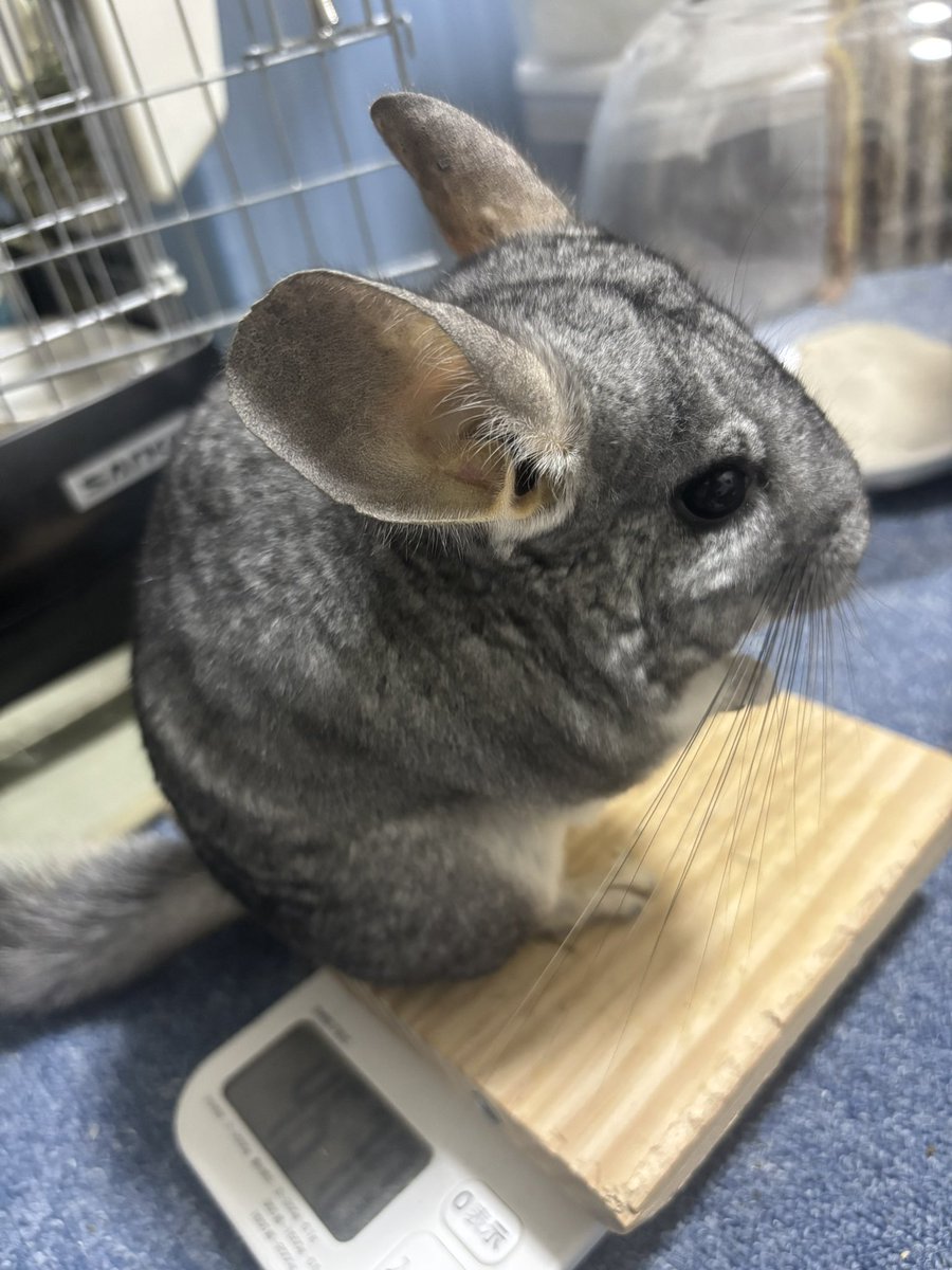 ちょっとおっきくなって467gになった(*'ω' 👏 ﾊﾟﾁﾊﾟﾁ☆彡
沢山食べておっきくなるんだよぉ(*  ˊ꒳ˋ*)♡♡