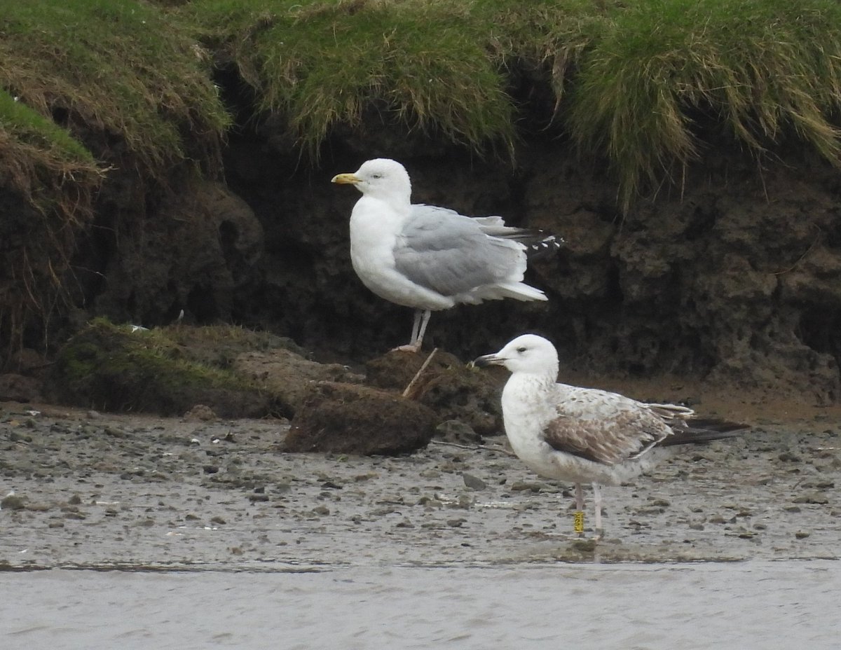 Steve Waite tweet media