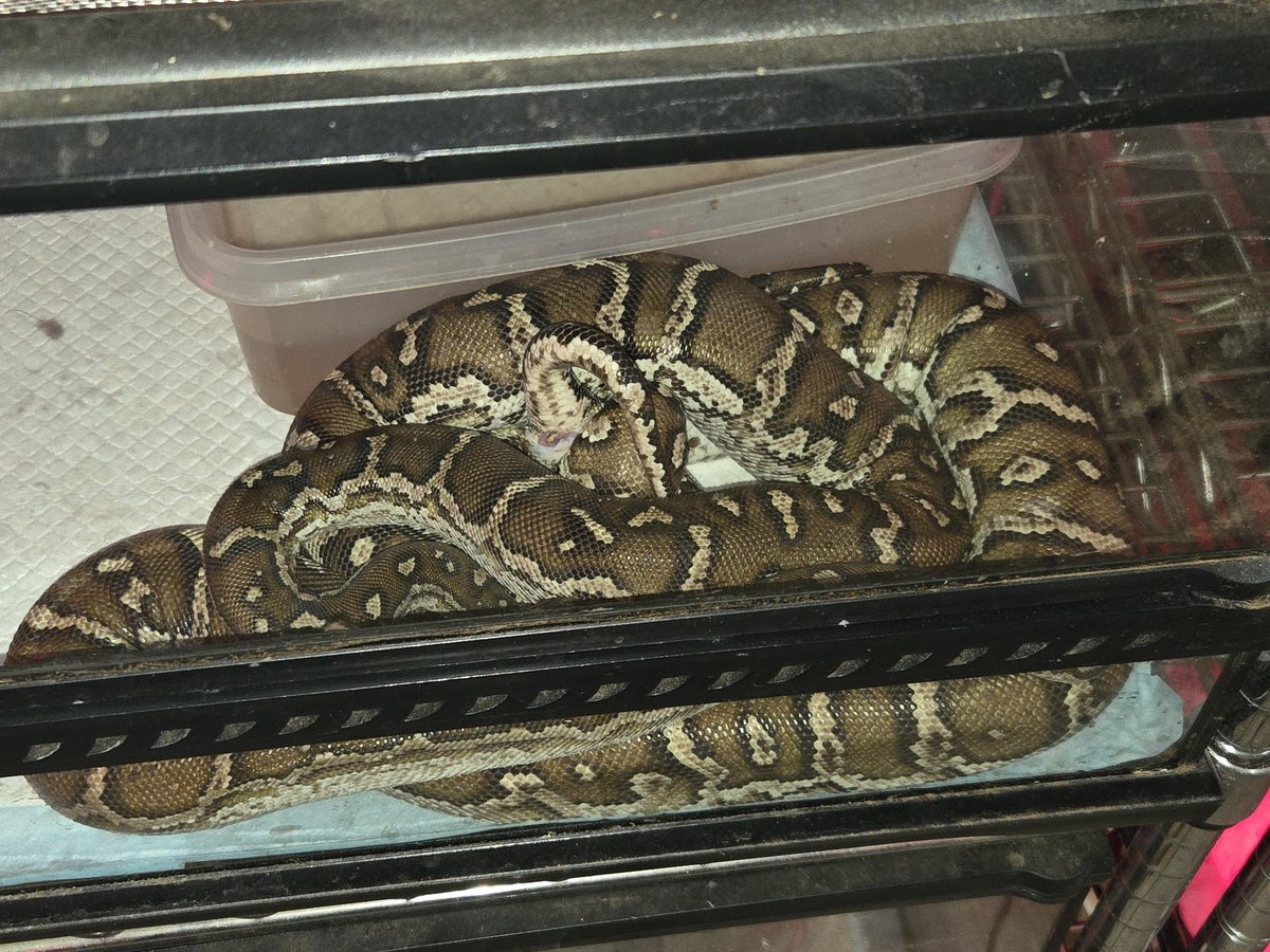 松蛇堂 (@Matsuhebi) / Posts / X