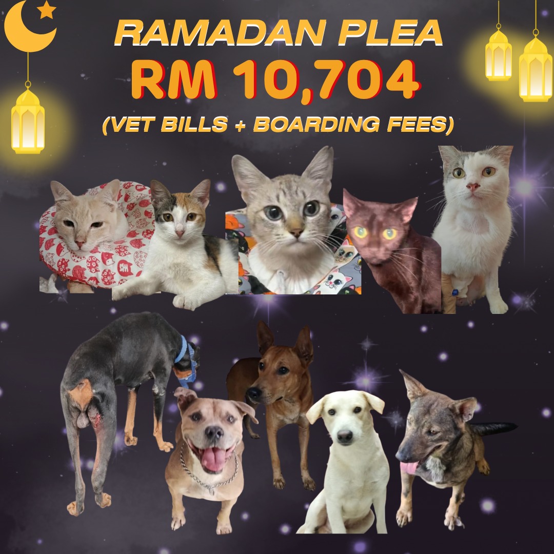 LindaElleHafiza's tweet photo. ❗️MY 5 DOGS NEED RM 2,017❗️

Salam korg.

Sy posted Ramadan Plea since 20 Feb dekat IG and Thread.

Target amount is RM 10,704 
Ramadan Plea consist of :
• Vet bills : RM 7,304
• Mac Dogs Boarding fees : RM 3,400 

The initial plan is to help clear some pending vet bills and to collect the funds for my 5 dogs boarding fees. 

Tapi due to festive seasons, donations has been significantly slow 😔

As of today, after 7 days it was posted, they collected RM 1,383 over the target amount.

Sy terpaksa tukar plan.
The funds yg masuk sy perlu priority for my dogs boarding fees.

Ini list dogs boarding fees. 
1. Lexter RM 1000 - remain at Proactive K9 
2. Madden RM 600 - move to kepong boarding house 
3. Benji RM 600 - move to kepong boarding house 
4. Brownie RM 600 - move to kepong boarding house 
5. Putih RM 600 - move to kepong boarding house 

Madden, Brownie and and Benji asal nye RM 1000 dorg punya boarding fee at Proactive K9 tp sy usaha jugak utk pindah kan ke tmpt yg murah. Putih plk yg recently kena tngkp by DBKL, masih dlm quarantine kat vet.

Skrg shortfall for them is RM 2,017 and they only have 48 hrs to ask for help to allow them to stay safe.

These dogs were rescued from suffering, abandoned and abused. I made a promise to protect them, to give them a chance to live safely, and i remain fully committed to that promise.

But rescue was only the beginning. Keeping them safe requires continued support and this is the part i cannot carry alone.

Boarding is not a luxury. It is their safety. It is their protection from the streets, hunger, and danger they once knew.

Sy baru balik dari surgery.
Masih lemah.
Tp sy kena kuat utk anak2 rescue sy.

Fundraising is not begging. It's invitation to be part of saving stray animals. You are not just donating, u become part of their survival and the reason they are still alive today.

Your support is not for my sadness, but for my commitment. I'm inviting u to stand with me in my commitment to give these rescued lives the future they deserve.

Your help, whether thru donation or sharing, means more than words.

Thank you for standing with us during this blessed month and beyond.

Bantu repost ya 🙏
@AimanAirin2 @airienaszli @crazycatmakcik @fatyhax @FiskaYenitaFK_ @hannnybunnyyy @hazhmh @ianyumeow @itsybitsymin @ketengahketepi @ManjitSinghG5 @meeayusri @ninashakirax @samantha_cavill @smittenby_V @niinaabiha @yemmeow @tattyhassan @murdockfen
