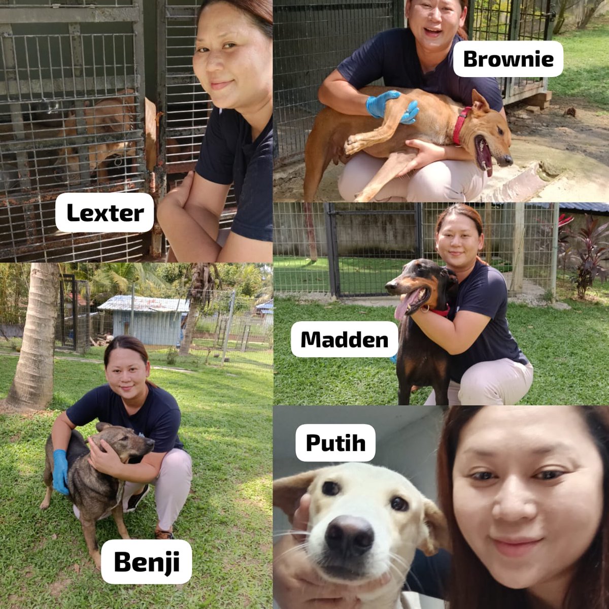 LindaElleHafiza's tweet photo. ❗️MY 5 DOGS NEED RM 2,017❗️

Salam korg.

Sy posted Ramadan Plea since 20 Feb dekat IG and Thread.

Target amount is RM 10,704 
Ramadan Plea consist of :
• Vet bills : RM 7,304
• Mac Dogs Boarding fees : RM 3,400 

The initial plan is to help clear some pending vet bills and to collect the funds for my 5 dogs boarding fees. 

Tapi due to festive seasons, donations has been significantly slow 😔

As of today, after 7 days it was posted, they collected RM 1,383 over the target amount.

Sy terpaksa tukar plan.
The funds yg masuk sy perlu priority for my dogs boarding fees.

Ini list dogs boarding fees. 
1. Lexter RM 1000 - remain at Proactive K9 
2. Madden RM 600 - move to kepong boarding house 
3. Benji RM 600 - move to kepong boarding house 
4. Brownie RM 600 - move to kepong boarding house 
5. Putih RM 600 - move to kepong boarding house 

Madden, Brownie and and Benji asal nye RM 1000 dorg punya boarding fee at Proactive K9 tp sy usaha jugak utk pindah kan ke tmpt yg murah. Putih plk yg recently kena tngkp by DBKL, masih dlm quarantine kat vet.

Skrg shortfall for them is RM 2,017 and they only have 48 hrs to ask for help to allow them to stay safe.

These dogs were rescued from suffering, abandoned and abused. I made a promise to protect them, to give them a chance to live safely, and i remain fully committed to that promise.

But rescue was only the beginning. Keeping them safe requires continued support and this is the part i cannot carry alone.

Boarding is not a luxury. It is their safety. It is their protection from the streets, hunger, and danger they once knew.

Sy baru balik dari surgery.
Masih lemah.
Tp sy kena kuat utk anak2 rescue sy.

Fundraising is not begging. It's invitation to be part of saving stray animals. You are not just donating, u become part of their survival and the reason they are still alive today.

Your support is not for my sadness, but for my commitment. I'm inviting u to stand with me in my commitment to give these rescued lives the future they deserve.

Your help, whether thru donation or sharing, means more than words.

Thank you for standing with us during this blessed month and beyond.

Bantu repost ya 🙏
@AimanAirin2 @airienaszli @crazycatmakcik @fatyhax @FiskaYenitaFK_ @hannnybunnyyy @hazhmh @ianyumeow @itsybitsymin @ketengahketepi @ManjitSinghG5 @meeayusri @ninashakirax @samantha_cavill @smittenby_V @niinaabiha @yemmeow @tattyhassan @murdockfen