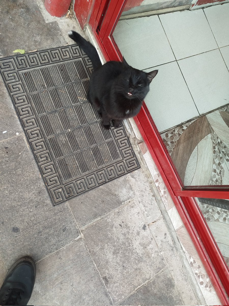 kickbiterepeat's tweet image. Sadece kuyruğunun ucunda ki minik beyazlıktan tanıdığım kara bebik yicem