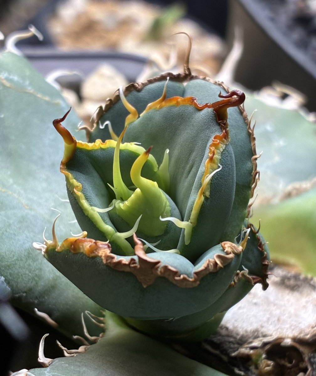 BAX003 波平1号の子株だしました ヤフオクはとうぶん出さないです