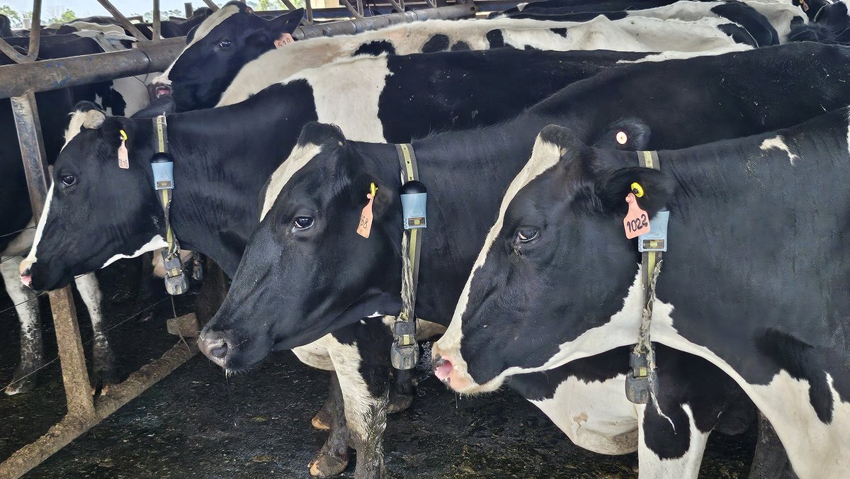 tgortari's tweet photo. Estimados tamberos, esta arrancando la demanda de leche, hay hasta 30$ de diferencia entre fabricas. No entreguen, sino COMERCIALICEN LA LECHE !!!! https://t.co/vlxDKBoHNr