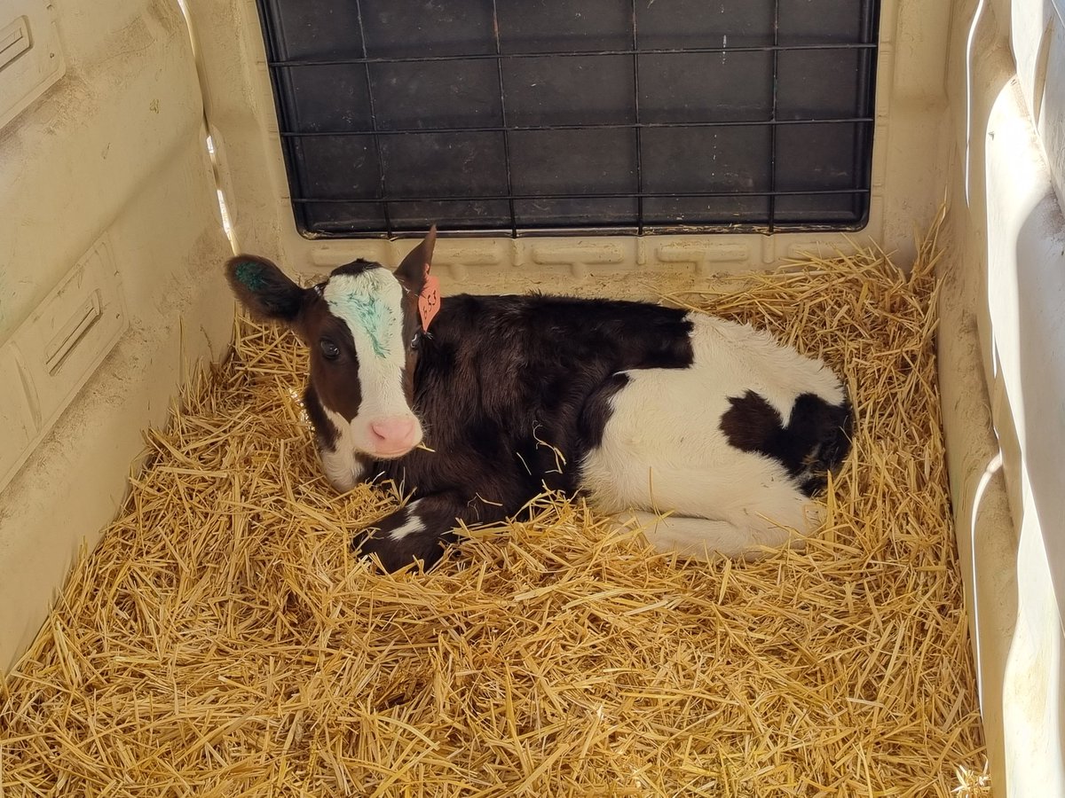 tgortari's tweet photo. Estimados tamberos, esta arrancando la demanda de leche, hay hasta 30$ de diferencia entre fabricas. No entreguen, sino COMERCIALICEN LA LECHE !!!! https://t.co/vlxDKBoHNr