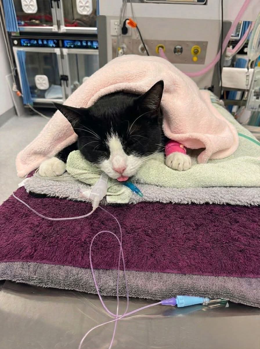 Sofia🇵🇰 tweet media