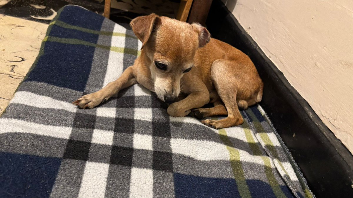 Hola, anoche apareció este perritu perdido por el sector de suramericana en Medellín, por sí alguien lo conoce.
Creemos que ya tiene sus años y estaba anoche muy asustado. Hoy, un poco más tranquilo. 
Ayúdenme a compartir.