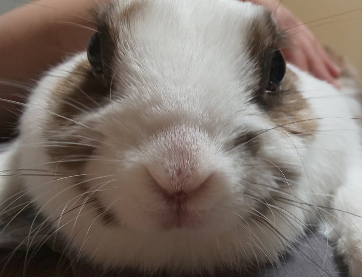 声が高い人＠かめたん tweet media