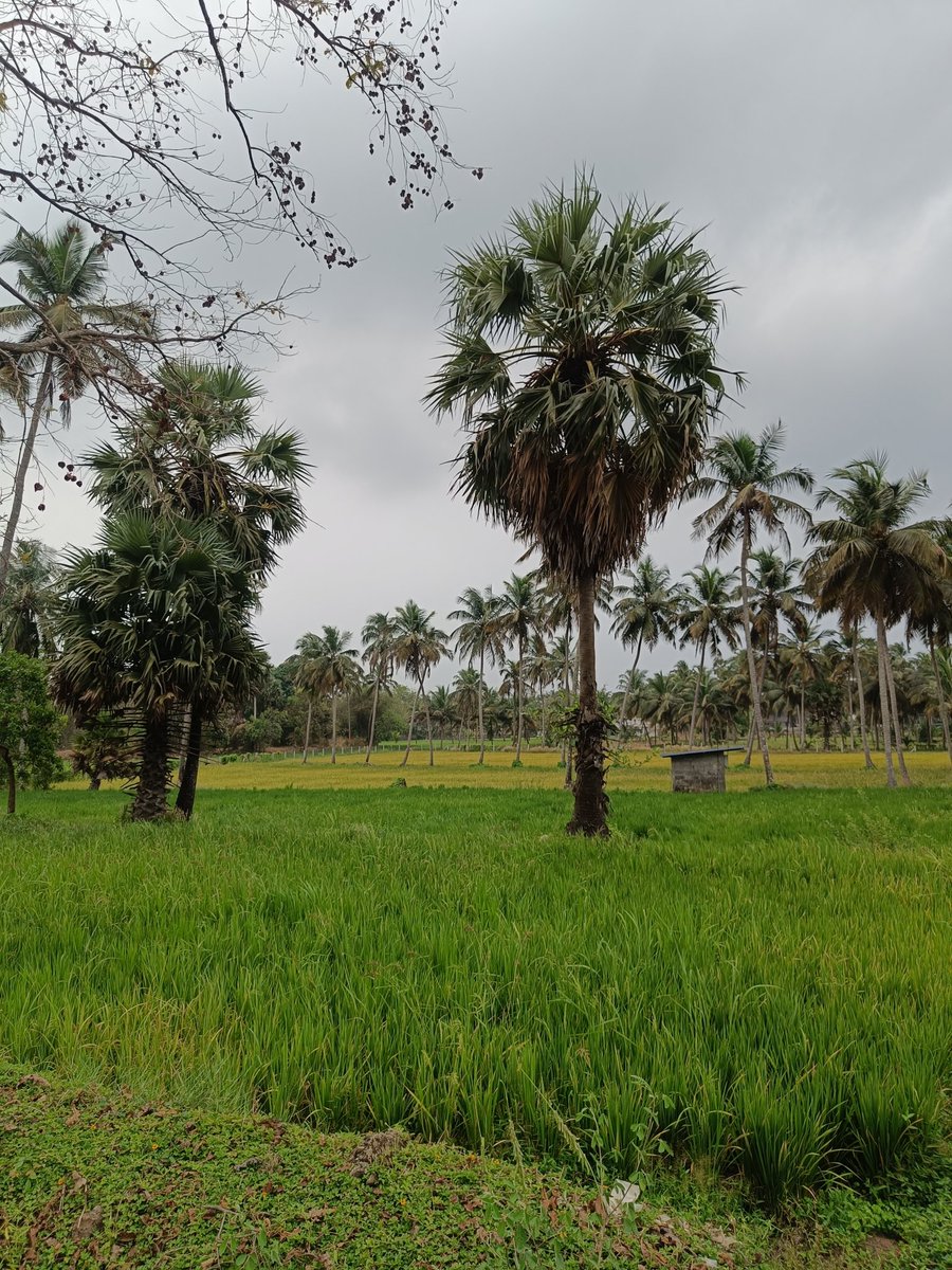 Kunal Ray tweet media