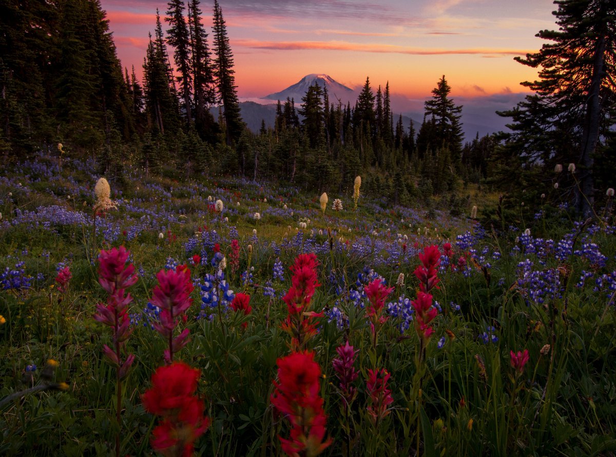 Mount Adams rising beyond the blooms of Snowgrass Flats. #pnw
