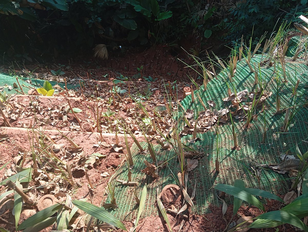 sinderrumbe's tweet photo. Siembra en alta densidad de plantas multi funcionales: la vegetación es el elemento estructural más importante en la Bioingeniería para la estabilización biológica de movimientos en masa. SbN. https://t.co/3xlpeU9WHu