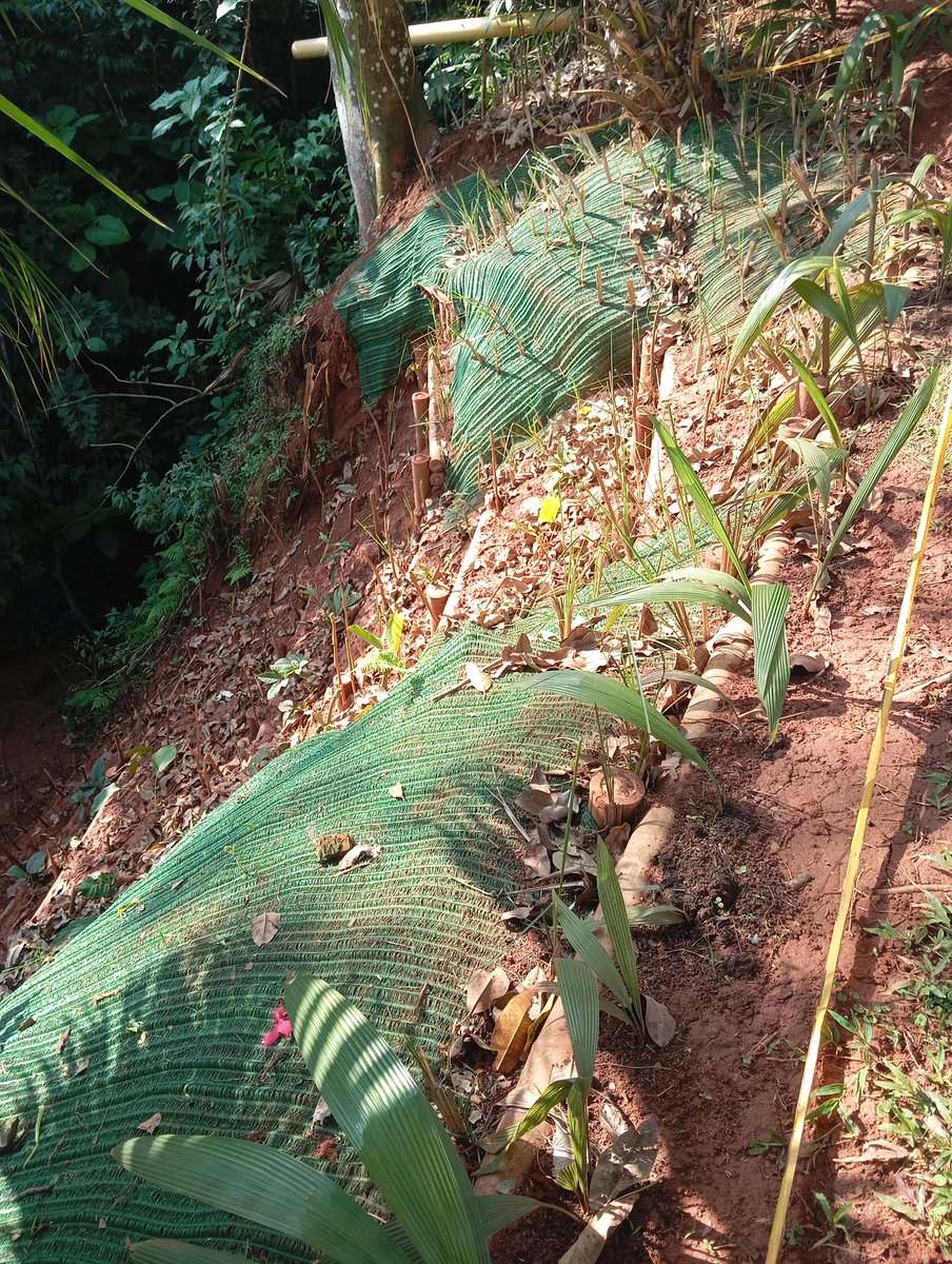 sinderrumbe's tweet photo. Siembra en alta densidad de plantas multi funcionales: la vegetación es el elemento estructural más importante en la Bioingeniería para la estabilización biológica de movimientos en masa. SbN. https://t.co/3xlpeU9WHu