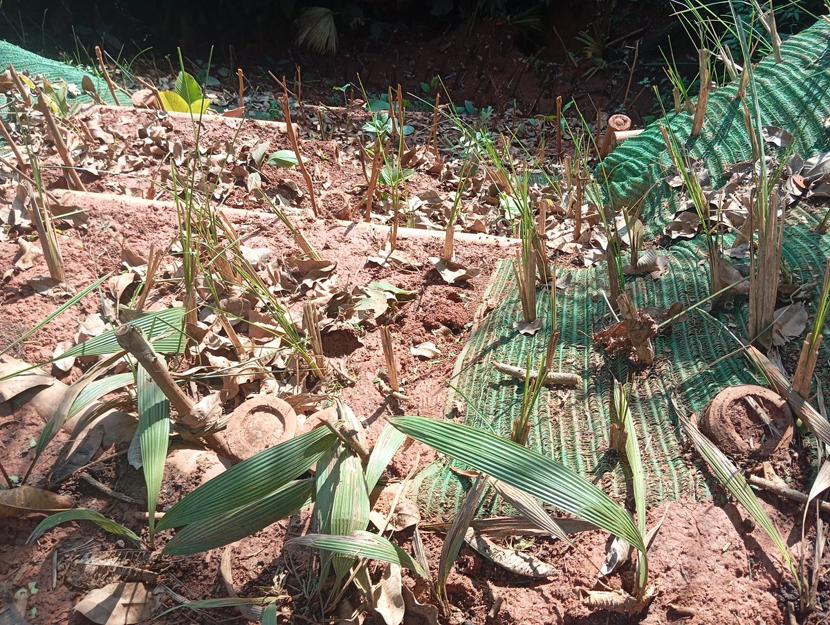 sinderrumbe's tweet photo. Siembra en alta densidad de plantas multi funcionales: la vegetación es el elemento estructural más importante en la Bioingeniería para la estabilización biológica de movimientos en masa. SbN. https://t.co/3xlpeU9WHu