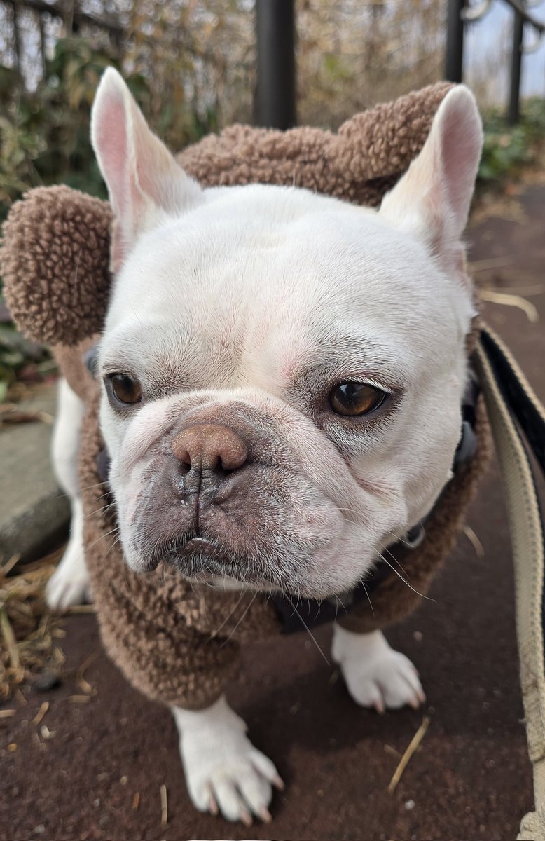 今日はフレブルの日でした👀‼️ うちの愛犬。空気を読む犬、ジェシー。