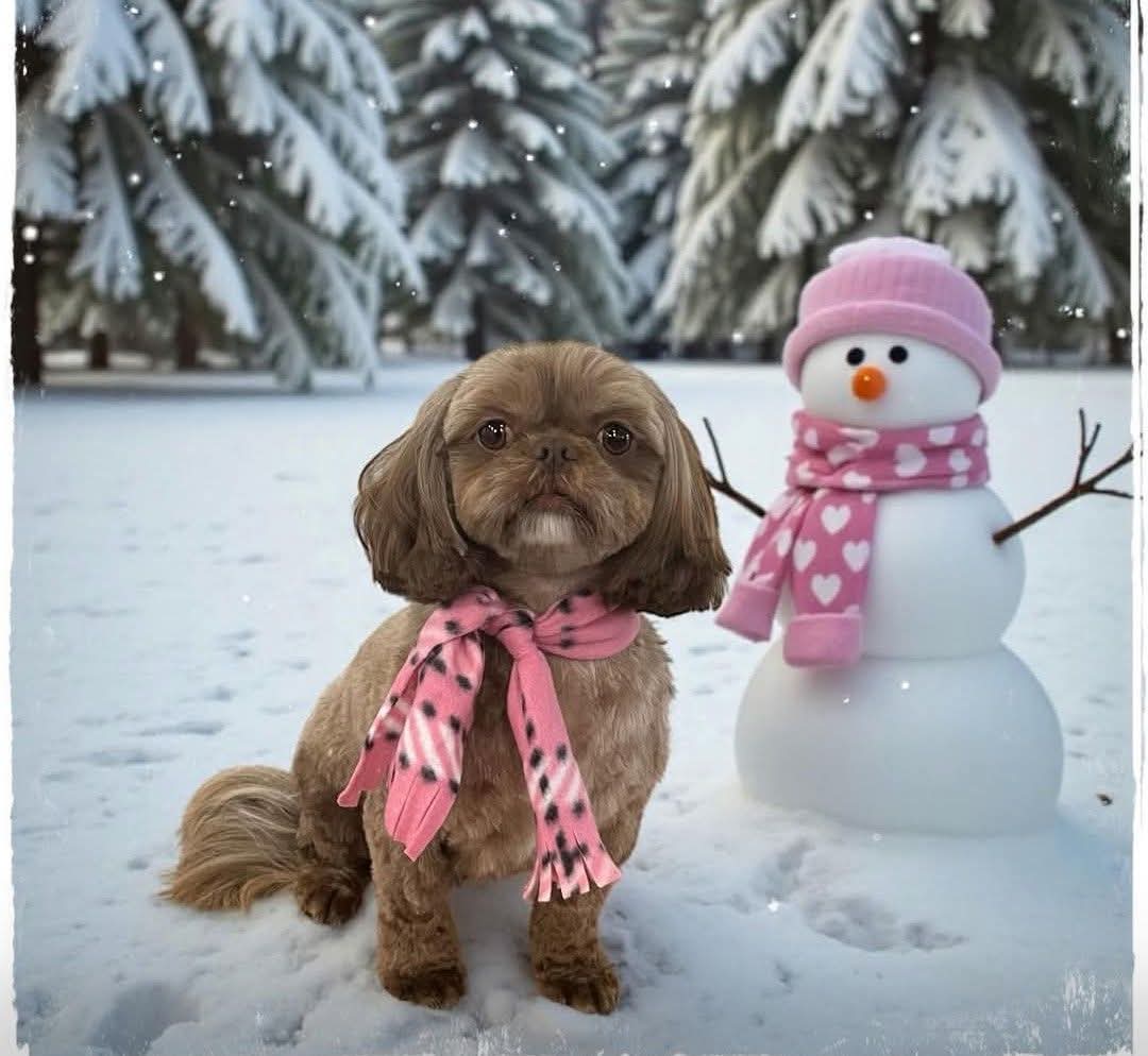 🚨LOST DOG🚨
Button is an altered, 1-3 yr. old, female Shih Tzu that was last seen SE of Brodhead, WI on 2/23/2026. 
👉Please call Pam at (815) 721-3932 with any information.