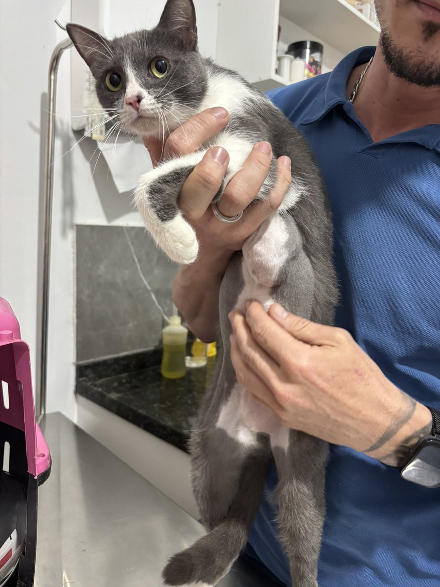 Gabriele Lima #NãoCompreAdote tweet media