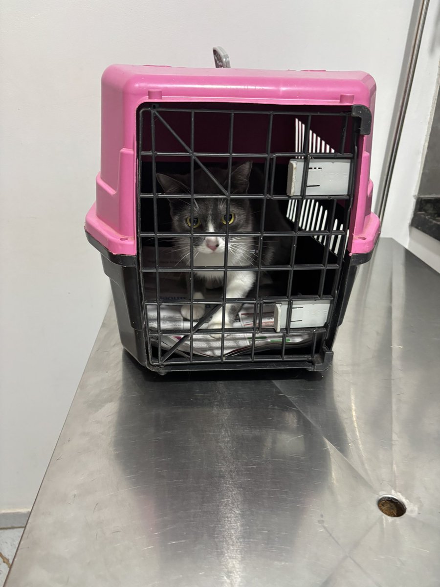 Gabriele Lima #NãoCompreAdote tweet media