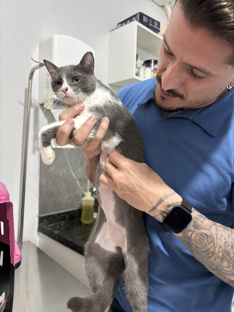 Gabriele Lima #NãoCompreAdote tweet media