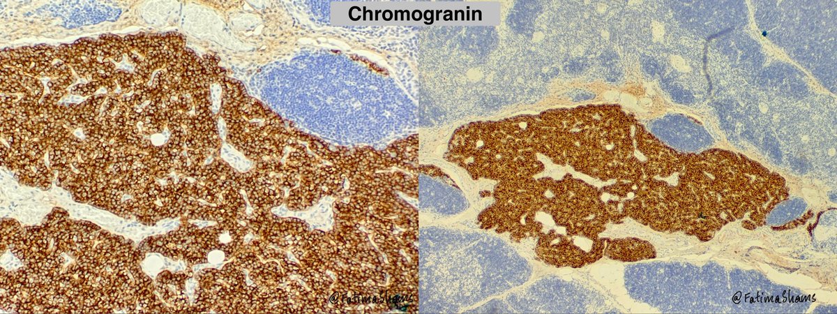 Fatima Shamsuddin tweet media