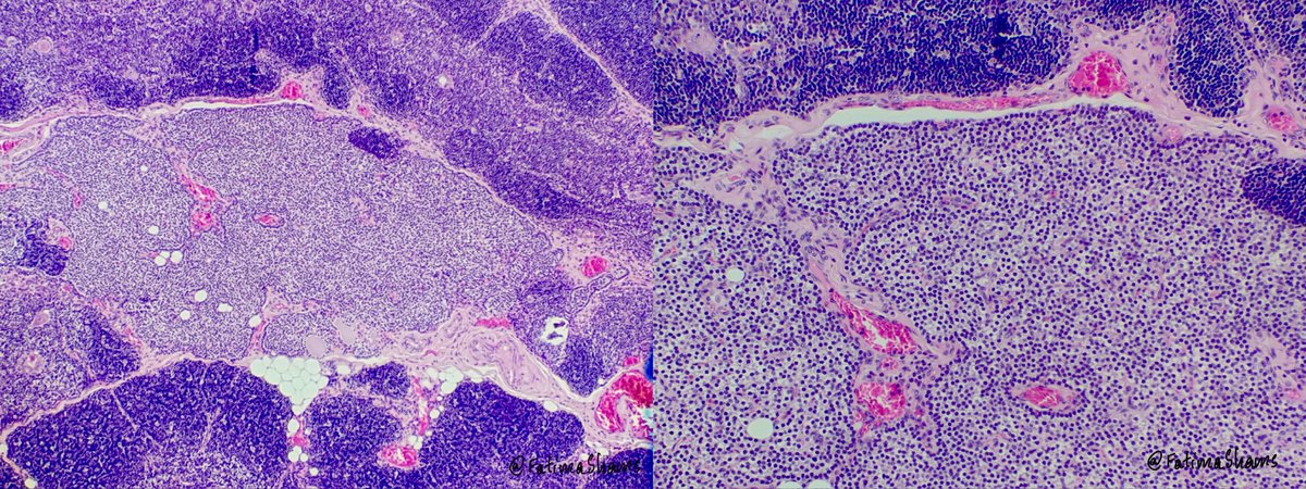 Fatima Shamsuddin tweet media