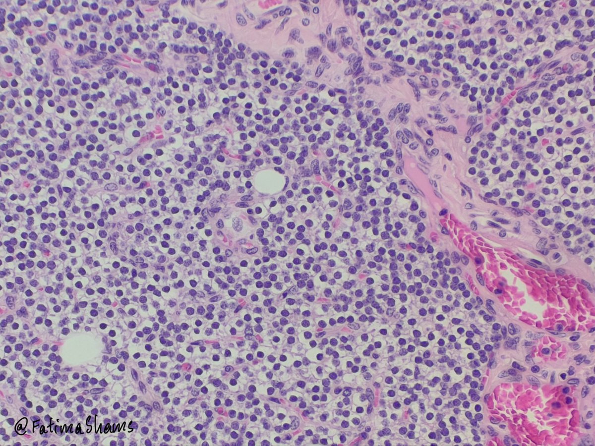 Fatima Shamsuddin tweet media