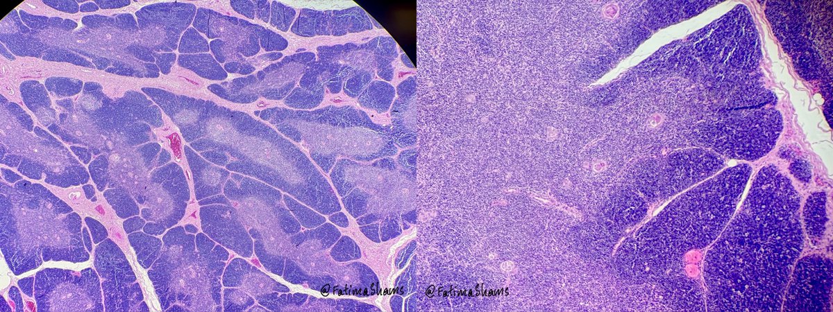 Fatima Shamsuddin tweet media