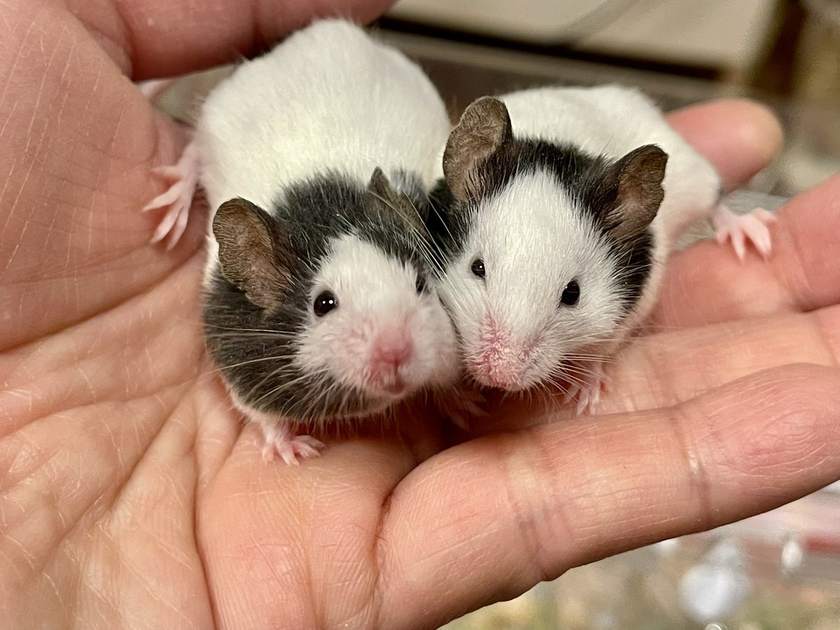 ラガーくんとスタウトくん🥰ほっぺくっつけてかわいいね✨