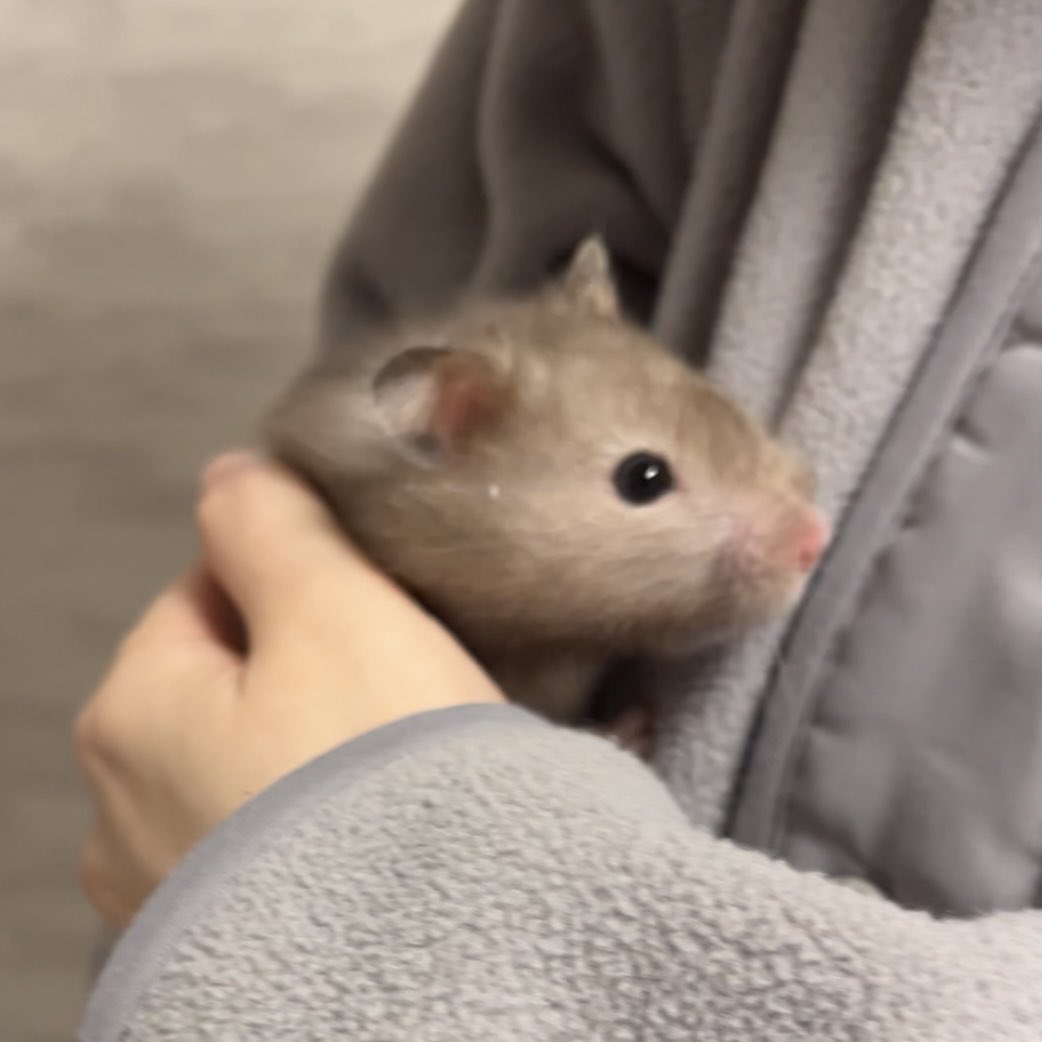 モルちゃん＆センちゃん tweet media