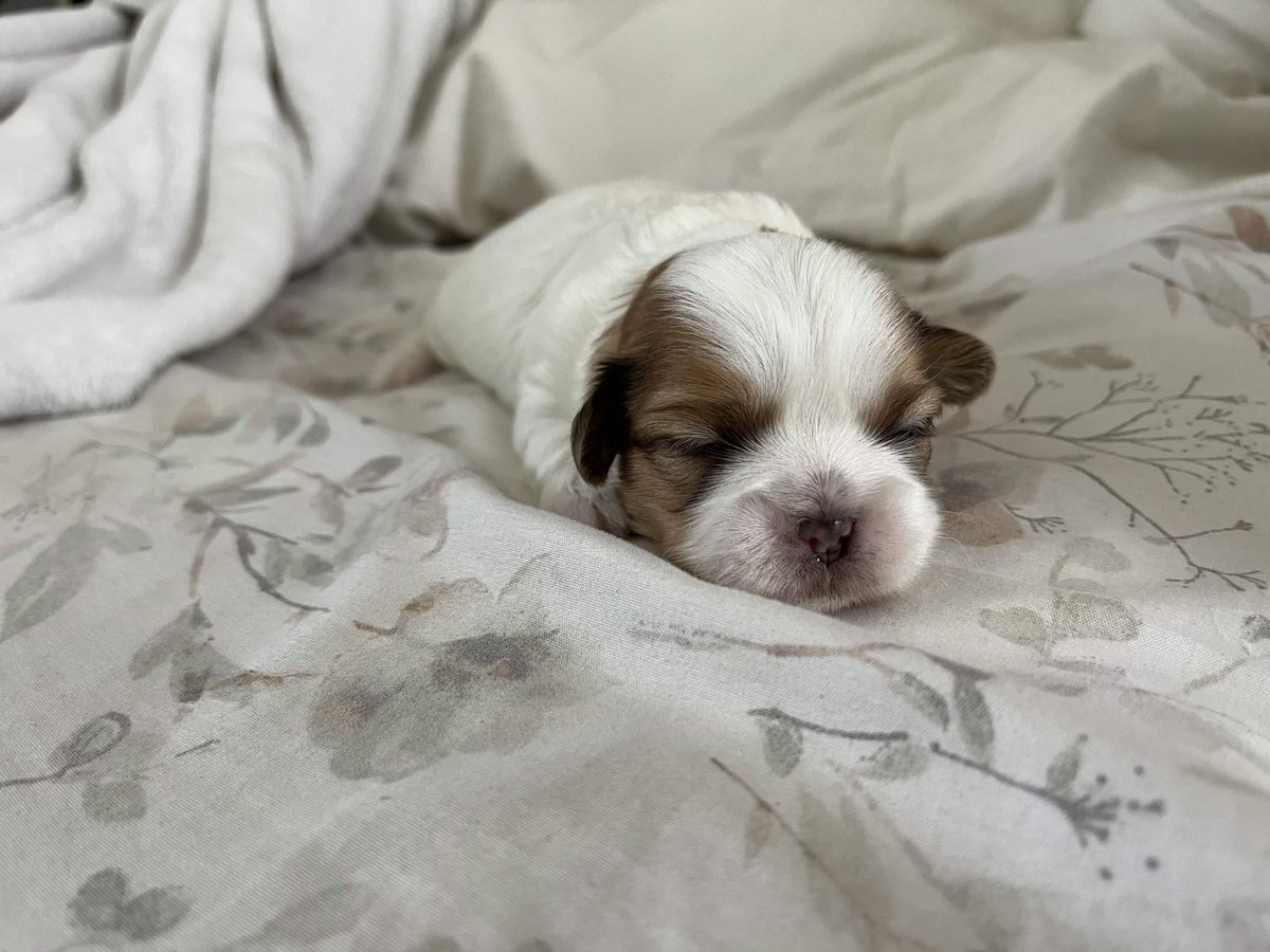 chat we just got more pibble content