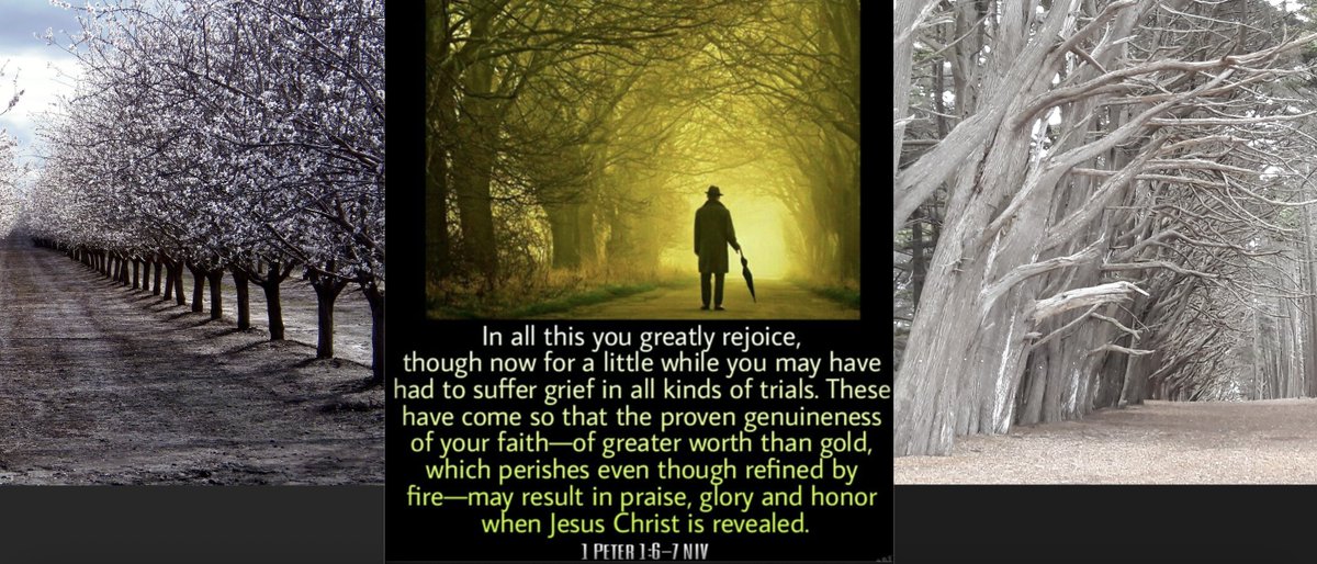 Scott Simon (@scottsimon18988) on Twitter photo 