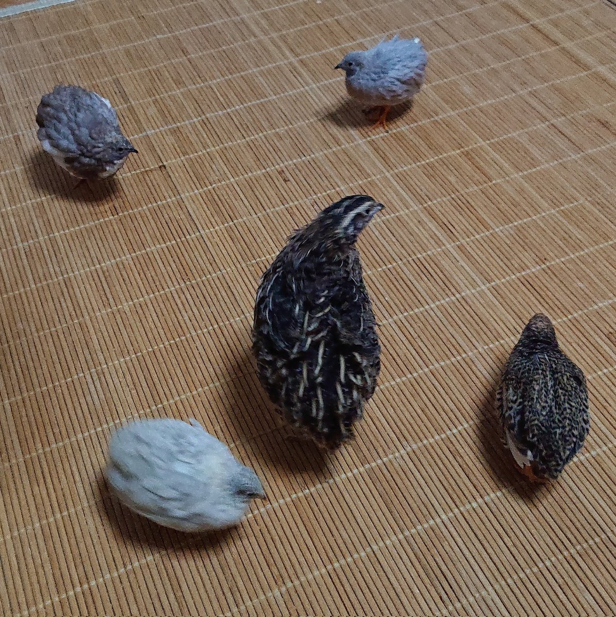 ポポチョロ🐦💨 (@1b4fc39ec9e04d3) / Posts / X